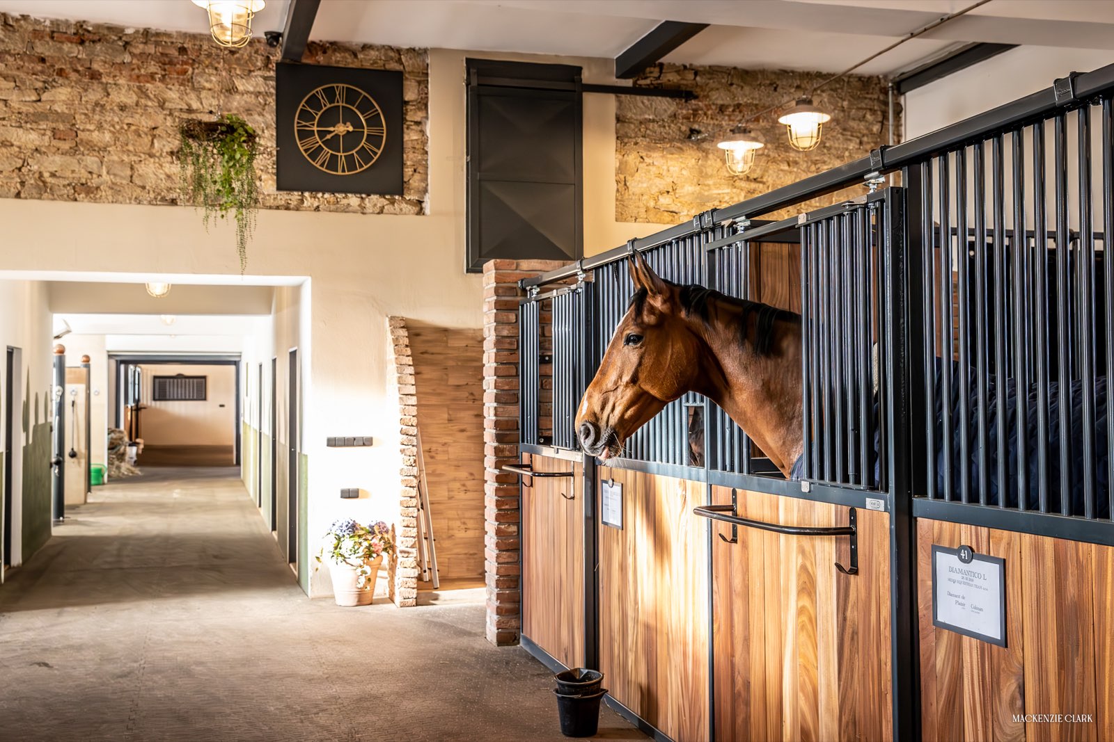 Ryzák vykukující ze svého boxu s ořechovými dvířky v Emma Sophia Stables