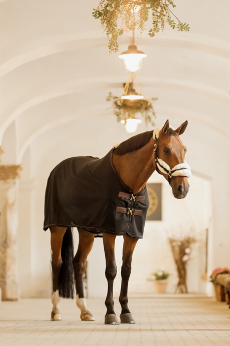 A horse in a stable blanket beneath hanging greenery