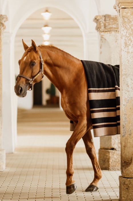 A chestnut horse in a striped blanket stepping from its stall
