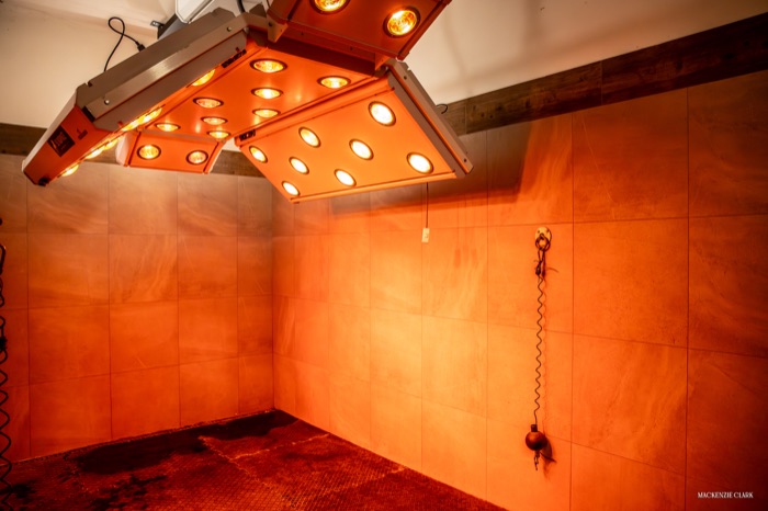 The equine solarium, fitted with infrared heat lamps