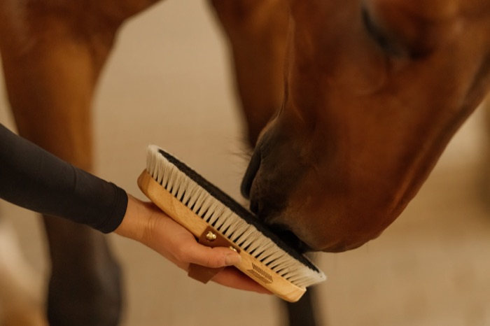 Grooming a horse's face with a soft brush