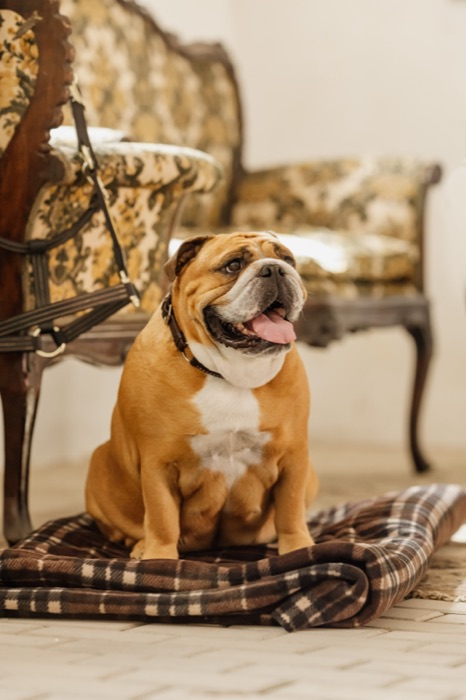 The estate's resident bulldog, seated on an antique chair
