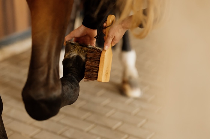 Grooming a horse's leg in the wash bay