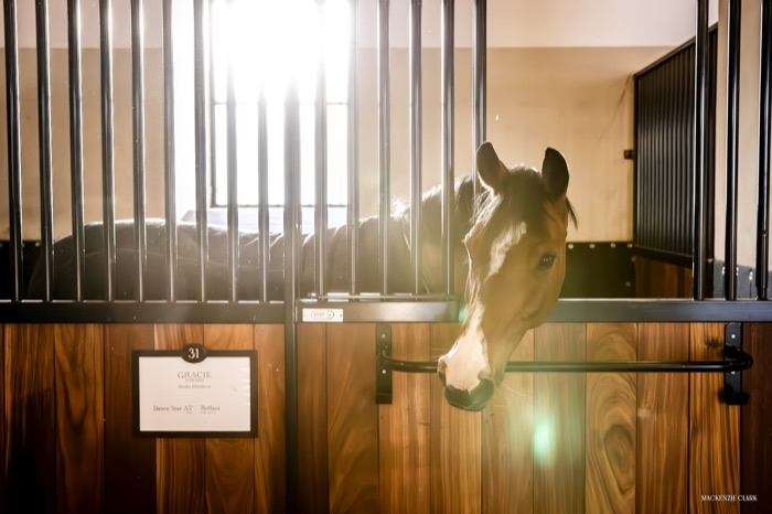 Gracie, looking out from her sunlit stall