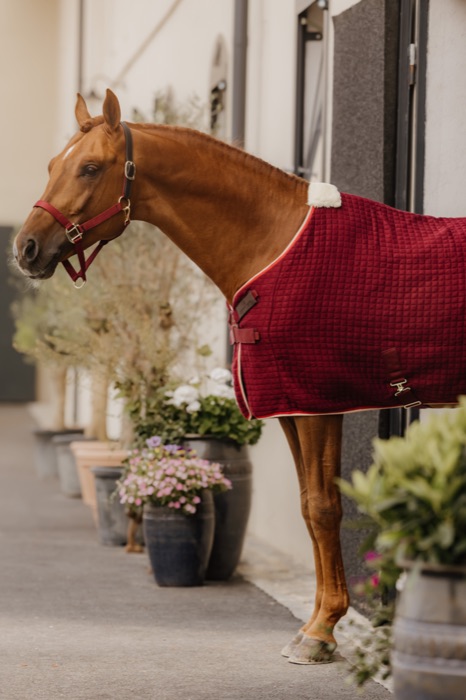 A chestnut horse in a red blanket among potted olive trees