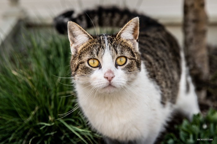 The estate's resident cat in the garden