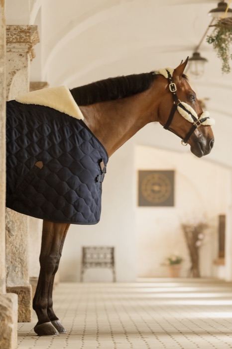 A horse in a navy stable blanket in the aisle