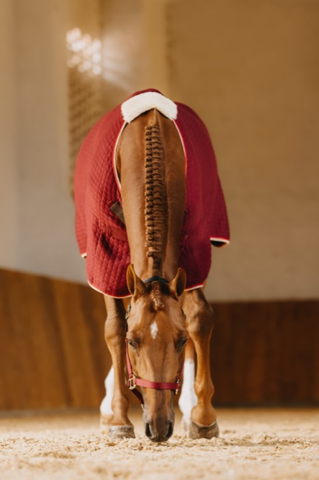 A horse in a red blanket grazing, mane neatly braided